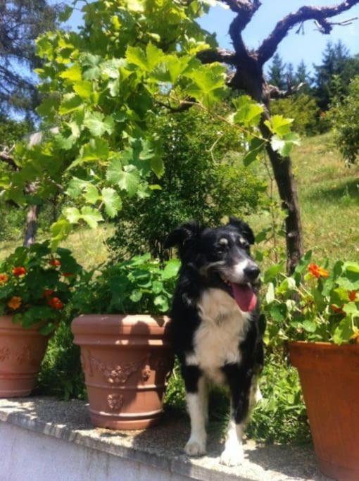 Charmantes Landhaus Mit Garten Und Traumhaftem Fernblick Thal  Dış mekan fotoğraf